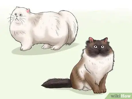Image titled Prevent Matted Cat Hair Step 3