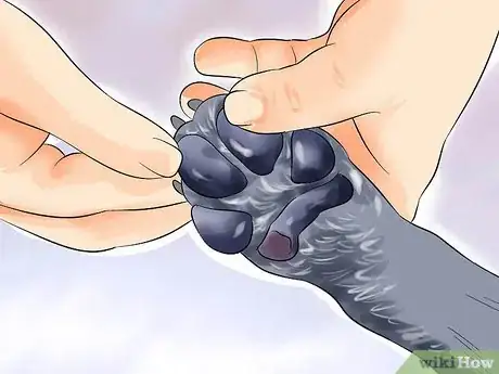 Image titled Make Your Labrador Retriever Happier Step 9
