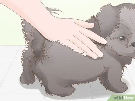 Image titled Identify a Shih Tzu Step 8