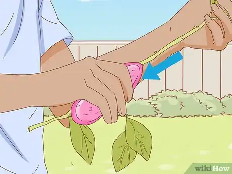 Image titled Get Peonies to Bloom Step 10
