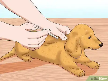 Image titled Prevent Rabies in Dogs Step 1