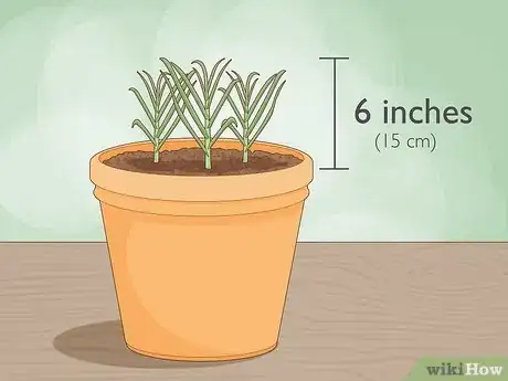 Image titled Grow Garlic Indoors in a Pot Step 14