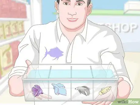 Image titled Selectively Breed Betta Fish Step 1