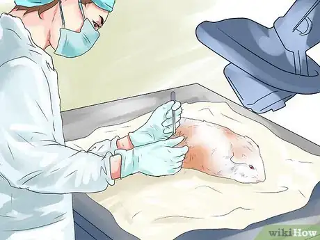 Image titled Prevent Bladder Stones in Guinea Pigs Step 11
