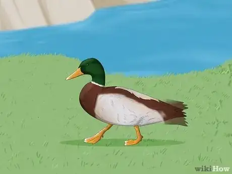 Image titled Why Do Ducks Wag Their Tails Step 4