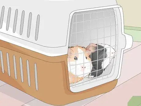 Image titled Properly Care for Your Guinea Pigs Step 17