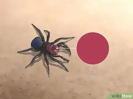 Image titled Identify a Mouse Spider Step 4