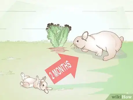 Image titled Feed Greens to Your Rabbit Step 7