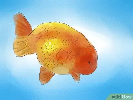 Image titled Tell if Your Goldfish Is a Male or Female Step 9Bullet2