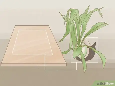 Image titled Grow a Staghorn Fern Step 15