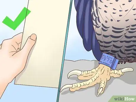 Image titled Become a Falconer Step 14