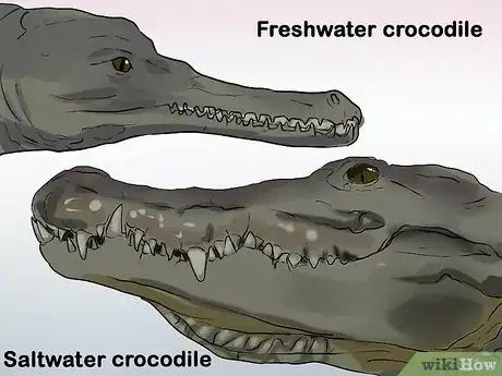 Image titled Tell a Freshwater Crocodile from a Saltwater Crocodile Step 2