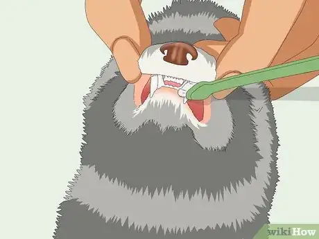 Image titled Reduce Ferret Odor Step 3