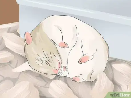 Image titled Have Fun With Your Hamster Step 1