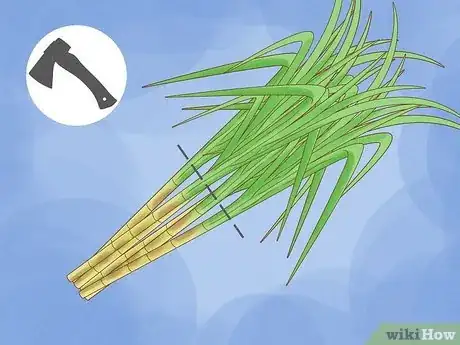 Image titled Harvest Sugar Cane Step 4