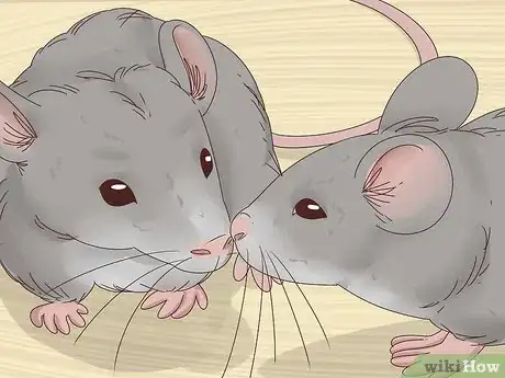 Image titled Keep Multiple Pet Mice Step 5