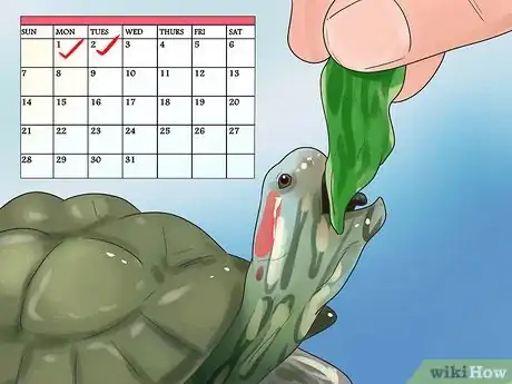 Image titled Keep Your Turtle Happy Step 7