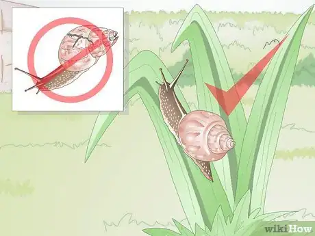 Image titled Take Care of a Freshwater Snail Step 1