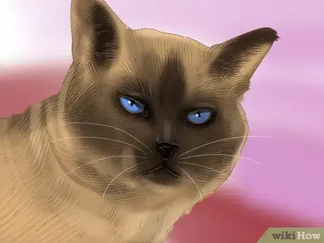 Image titled Identify a Siamese Cat Step 3
