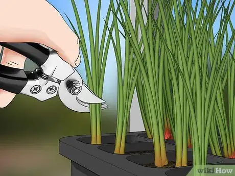 Image titled Plant Onions Step 4