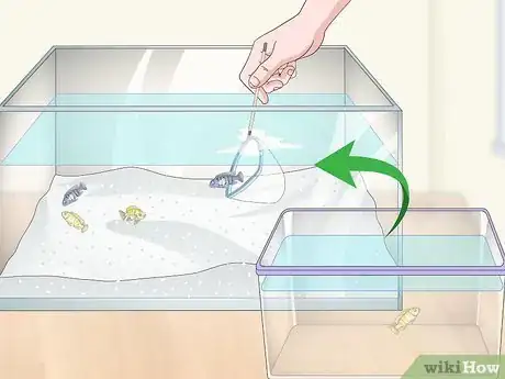 Image titled Remove Fish from an Aquarium to Clean Step 10