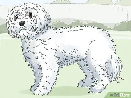 Image titled Identify a Maltese Dog Step 6