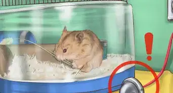 Create a Bond With Your Hamster