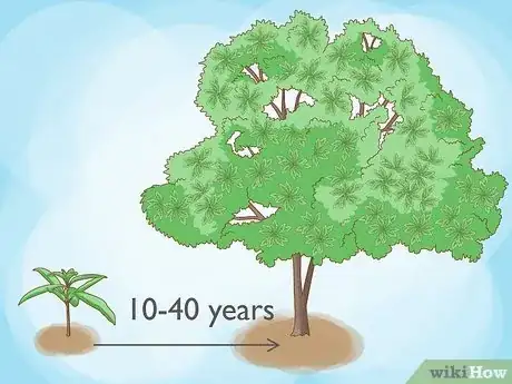 Image titled Know How Long It Takes for a Tree to Grow Step 1