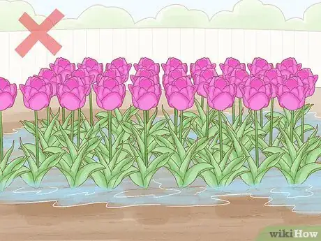 Image titled Care for Tulips Step 10