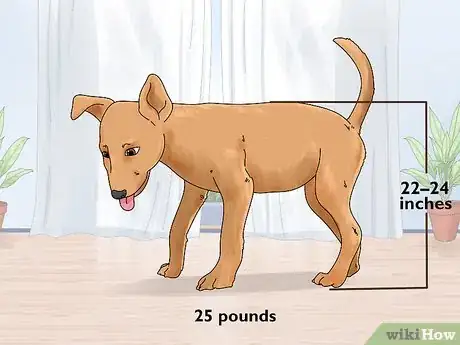 Image titled Identify a Potcake Dog Step 1