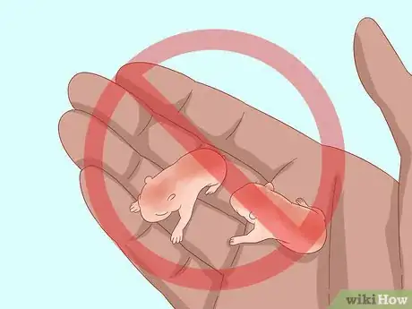 Image titled Safely Keep Multiple Hamsters Step 10