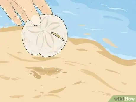 Image titled Clean Sand Dollars Step 2