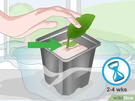 Image titled Propagate African Violets Step 8