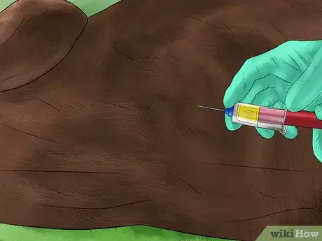 Image titled Take Blood Samples from Cattle Step 16