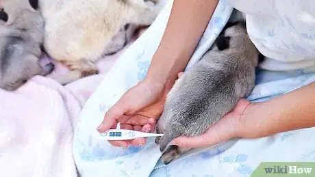 Image titled Take Care of a Weak Newborn Puppy Step 5