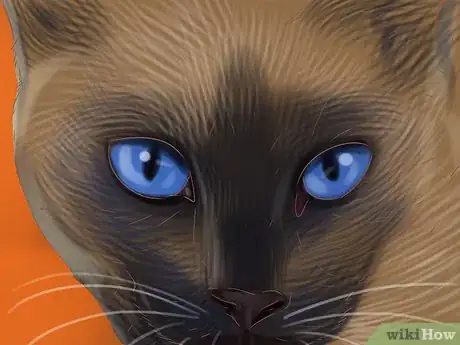 Image titled Identify a Siamese Cat Step 5
