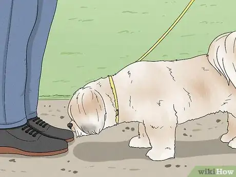Image titled Identify a Lhasa Apso Step 10