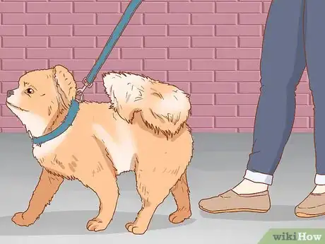 Image titled Take Care of a Pomeranian Step 15