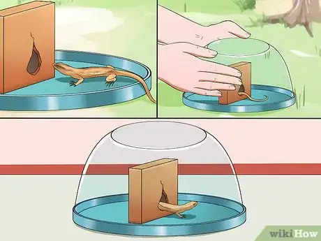Image titled Catch a Lizard Without Using Your Hands Step 15