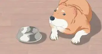 Feed an American Bully Puppy