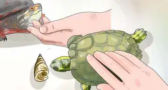 Keep Your Turtle Happy
