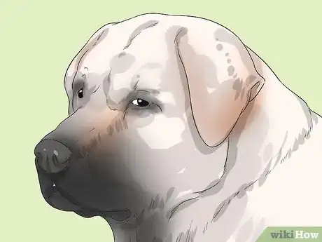 Image titled Identify a Kangal Dog Step 1