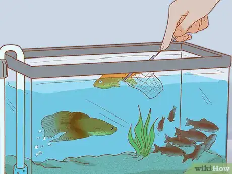 Image titled Add Fish to a New Tank Step 18