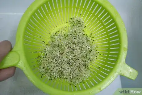 Image titled Eat Alfalfa Sprouts Step 3