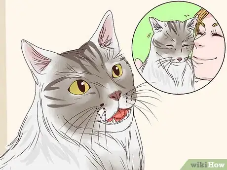 Image titled Get a Cat to Stop Meowing Step 13