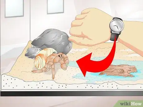 Image titled Tell if a Hermit Crab is Sick Step 3