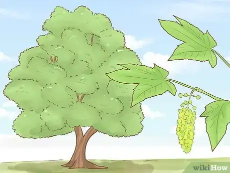 Image titled Identify Trees Step 15