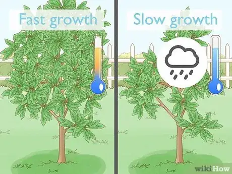 Image titled Know How Long It Takes for a Tree to Grow Step 3