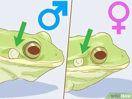 Image titled Tell if Your Tree Frog Is Male or Female Step 3