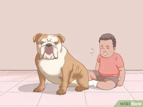 Image titled Identify an English Bulldog Step 10
